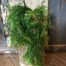 Kunstplant Adiantum hanger